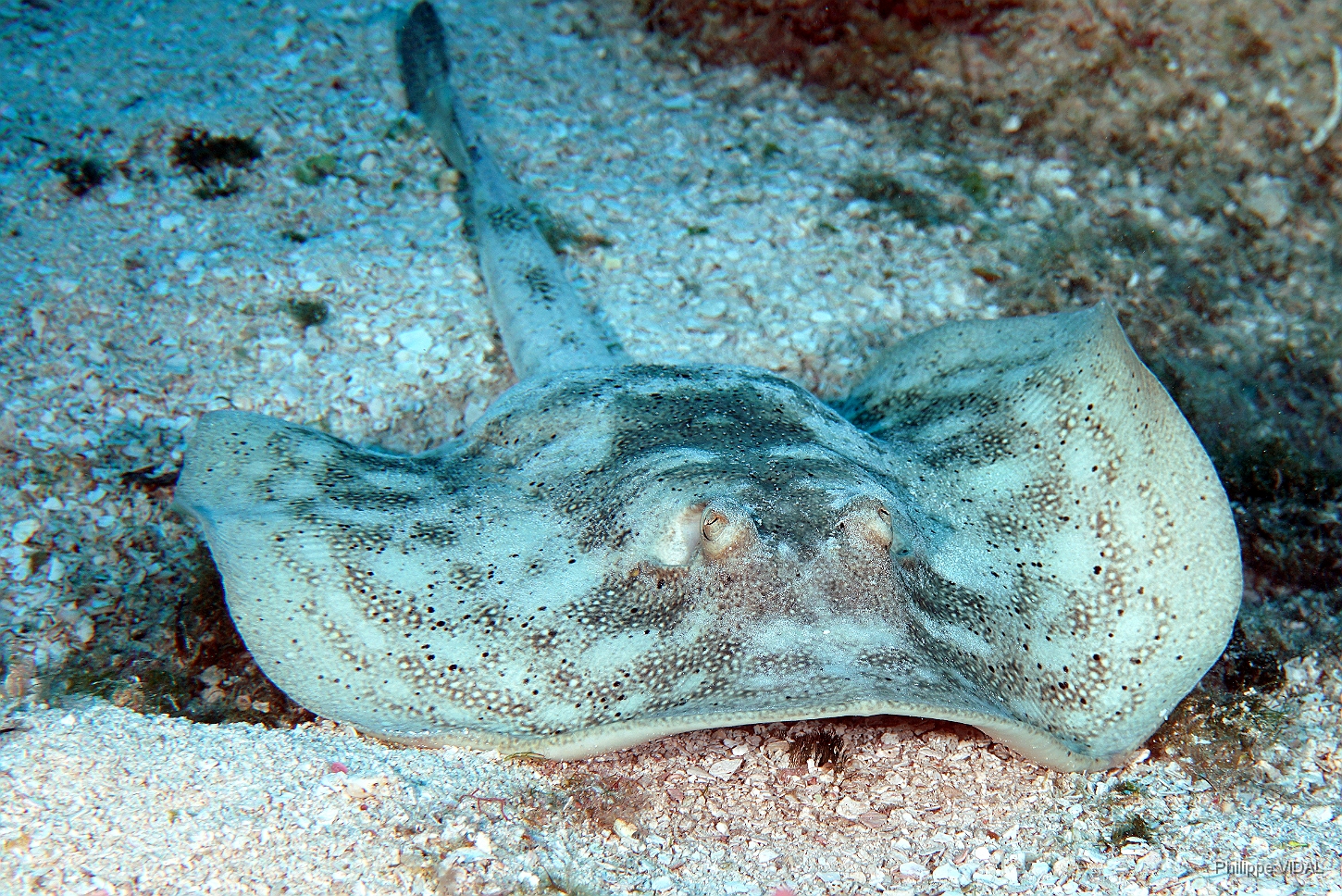 MediaEarth - Bahamas 2017 - DSC02387_rc - Yellow stingray - Raie pastenague jaune - Urobatis jamaicencis.jpg